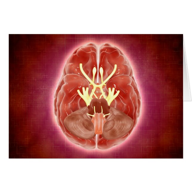 Conceptual Image Of Cranial Nerves In Brain (Front Horizontal)