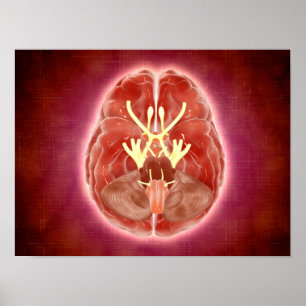 Conceptual Image Of Cranial Nerves In Brain Poster
