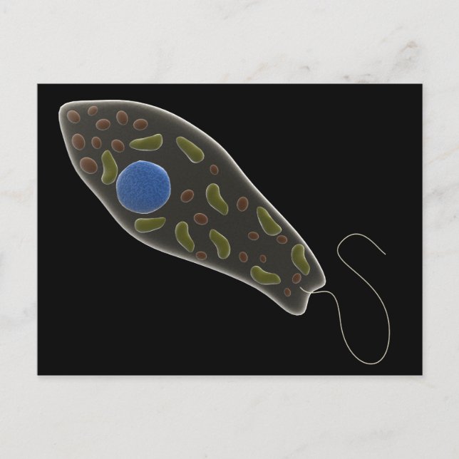 Conceptual Image Of Euglena 1 Postcard (Front)