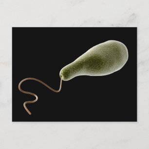 Conceptual Image Of Euglena 2 Postcard