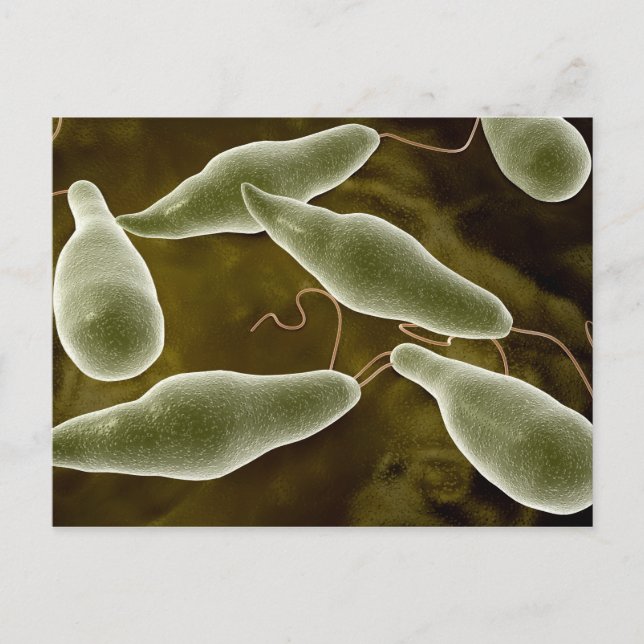 Conceptual Image Of Euglena 3 Postcard (Front)