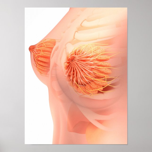 Conceptual Image Of Female Breast Anatomy 1 Poster (Front)