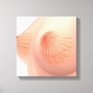 Conceptual Image Of Female Breast Anatomy 4 Canvas Print