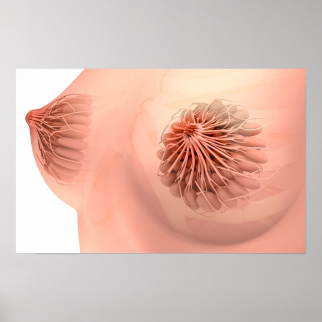 Conceptual Image Of Female Breast Anatomy 6 Poster (Front)