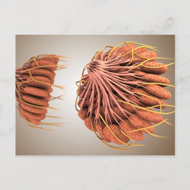 Conceptual Image Of Female Breast Anatomy 8 Postcard (Front)