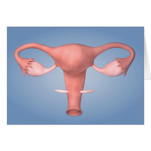 Conceptual Image Of Female Reproductive Organ 2