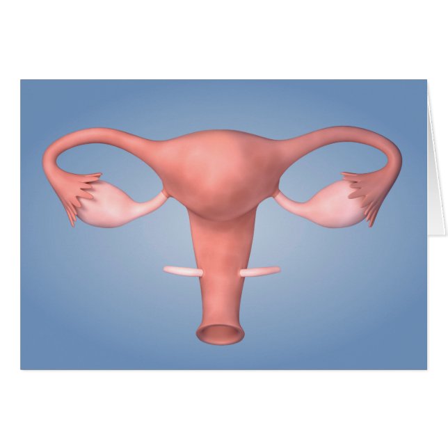 Conceptual Image Of Female Reproductive Organ 2 (Front Horizontal)