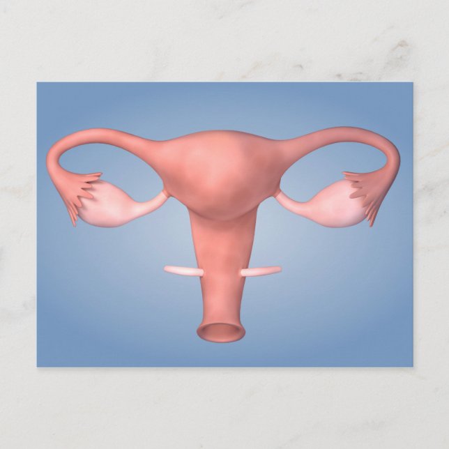 Conceptual Image Of Female Reproductive Organ 2 Postcard (Front)
