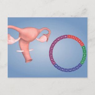 Conceptual Image Of Female Reproductive Organ 3 Postcard