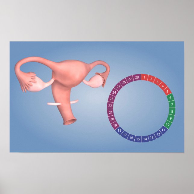 Conceptual Image Of Female Reproductive Organ 3 Poster (Front)