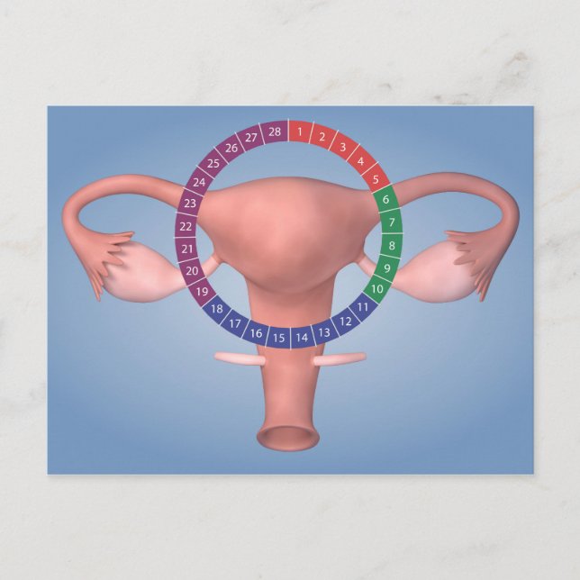 Conceptual Image Of Female Reproductive Organ 4 Postcard (Front)