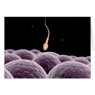 Conceptual Image Of Fertilisation