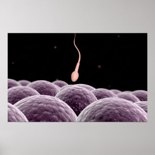 Conceptual Image Of Fertilisation Poster