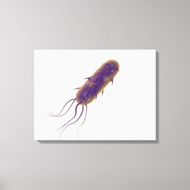 Conceptual Image Of Flagellate Bacterium 2 Canvas Print (Front)