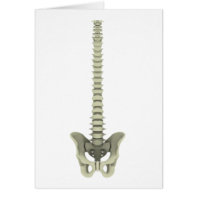 Conceptual Image Of Human Backbone 1 (Front)