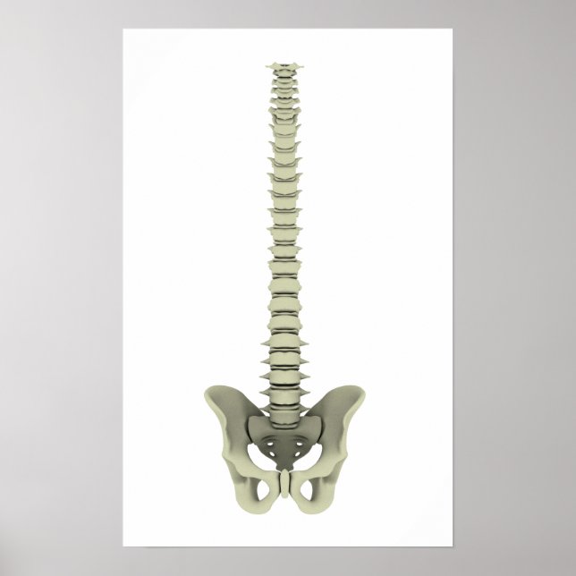Conceptual Image Of Human Backbone 1 Poster (Front)