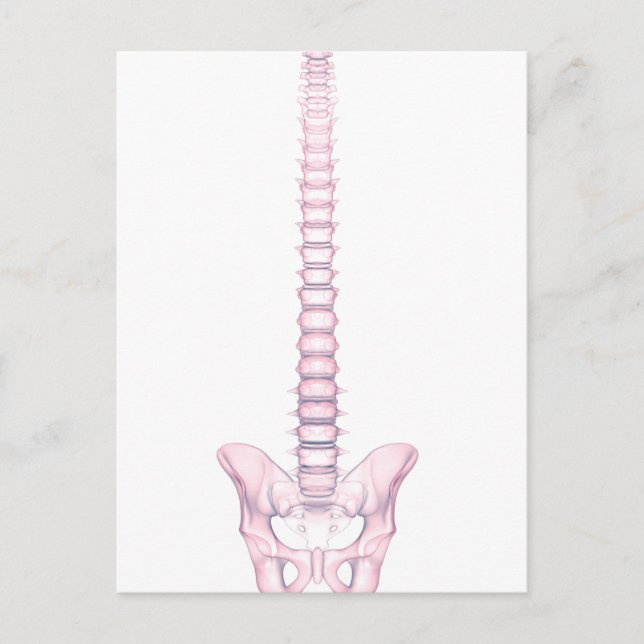 Conceptual Image Of Human Backbone 2 Postcard (Front)