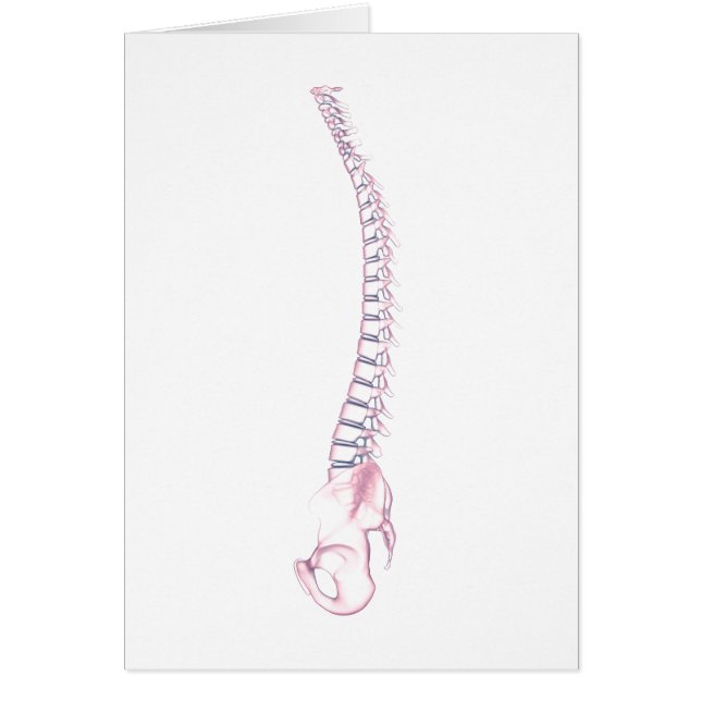 Conceptual Image Of Human Backbone 3 (Front)