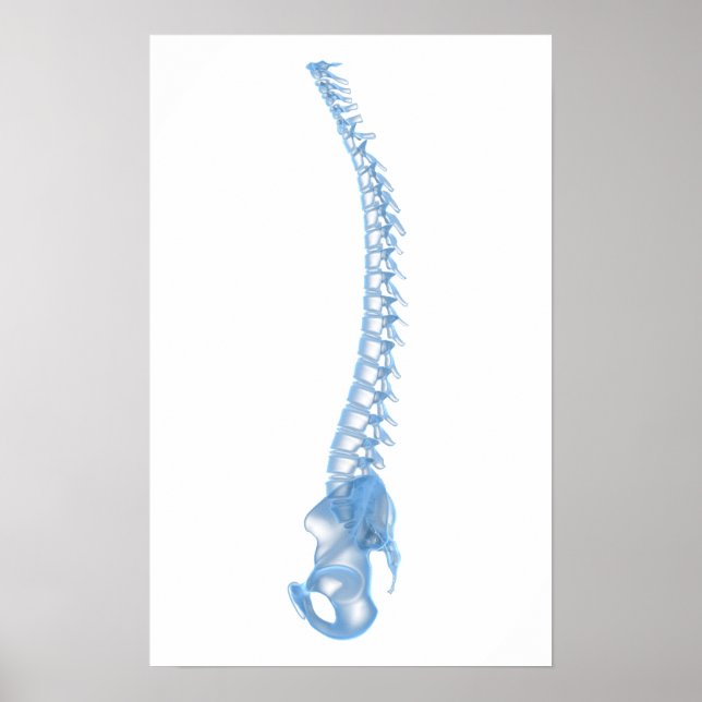Conceptual Image Of Human Backbone 5 Poster (Front)