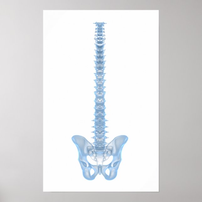 Conceptual Image Of Human Backbone 6 Poster (Front)