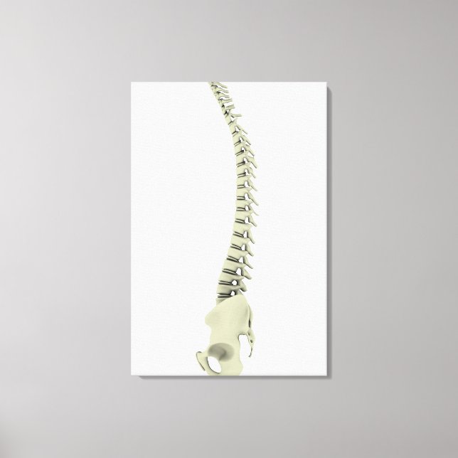 Conceptual Image Of Human Backbone 7 Canvas Print (Front)