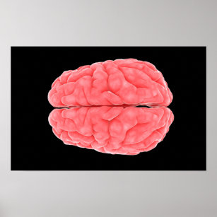 Conceptual Image Of Human Brain 10 Poster