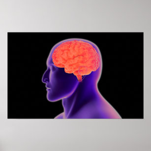 Conceptual Image Of Human Brain 1 Poster