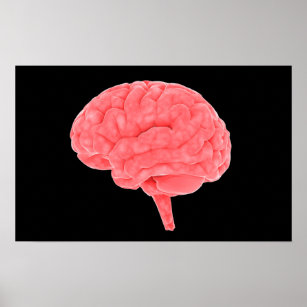 Conceptual Image Of Human Brain 4 Poster