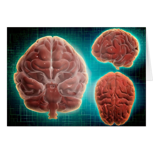 Conceptual Image Of Human Brain At Different (Front Horizontal)
