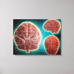 Conceptual Image Of Human Brain At Different Canvas Print