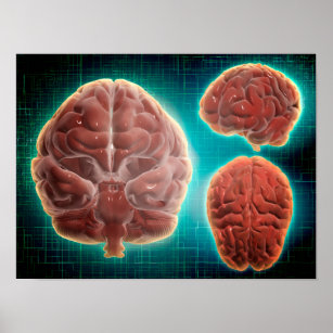 Conceptual Image Of Human Brain At Different Poster