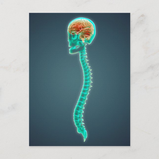 Conceptual Image Of Human Brain, Skull And Spine Postcard (Front)