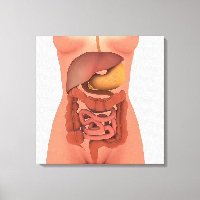 Conceptual Image Of Human Digestive System 5 Canvas Print (Front)