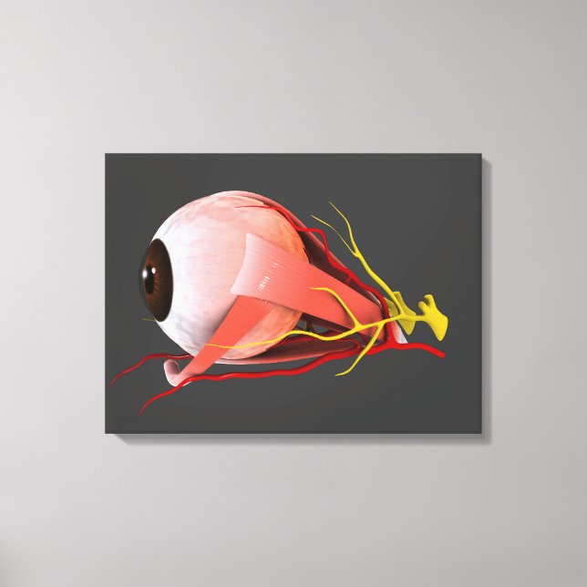 Conceptual Image Of Human Eye Anatomy 2 Canvas Print (Front)