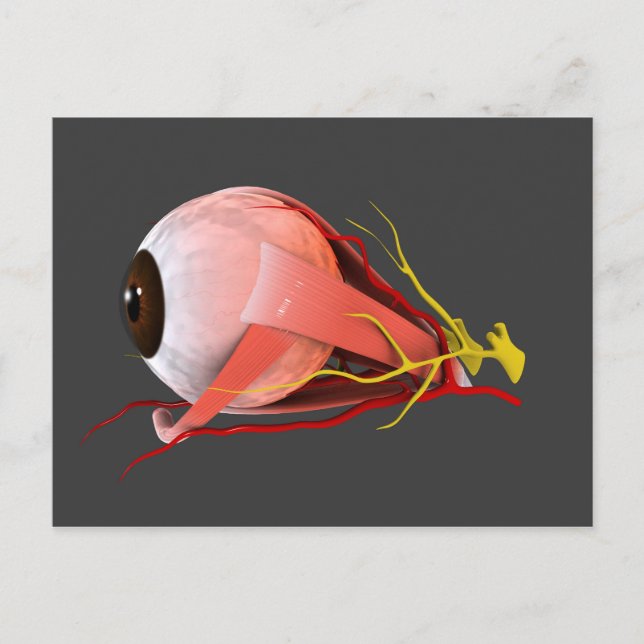 Conceptual Image Of Human Eye Anatomy 2 Postcard (Front)