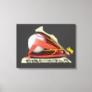 Conceptual Image Of Human Eye Anatomy 3 Canvas Print