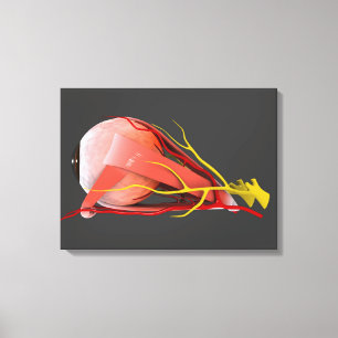 Conceptual Image Of Human Eye Anatomy 4 Canvas Print