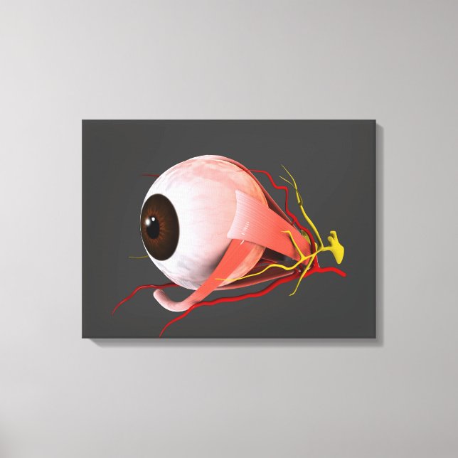 Conceptual Image Of Human Eye Anatomy 5 Canvas Print (Front)