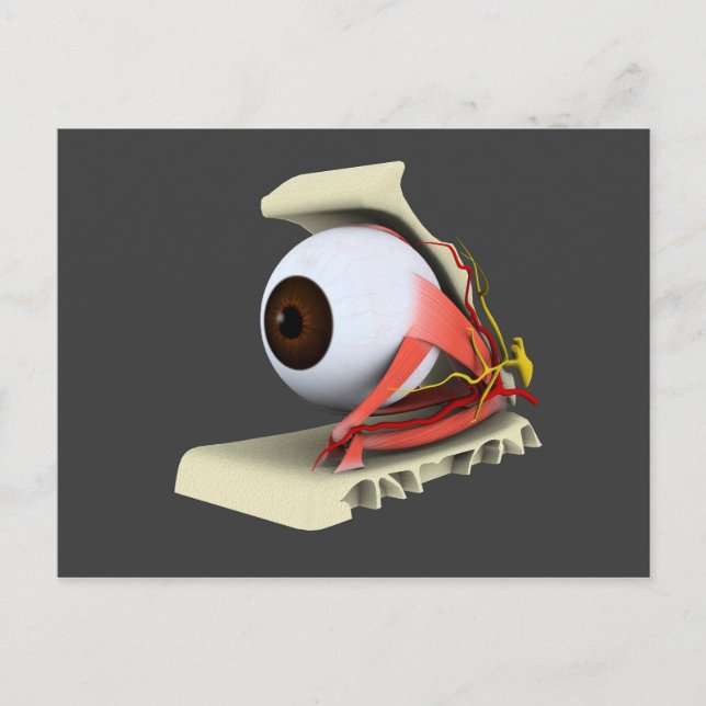 Conceptual Image Of Human Eye Anatomy 6 Postcard (Front)