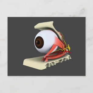 Conceptual Image Of Human Eye Anatomy 6 Postcard