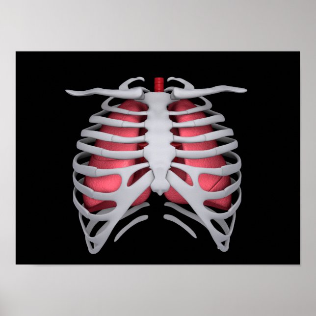 Conceptual Image Of Human Lungs And Rib Cage 1 Poster (Front)