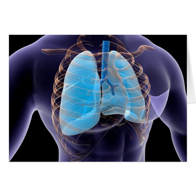 Conceptual Image Of Human Lungs And Rib Cage 2 (Front Horizontal)