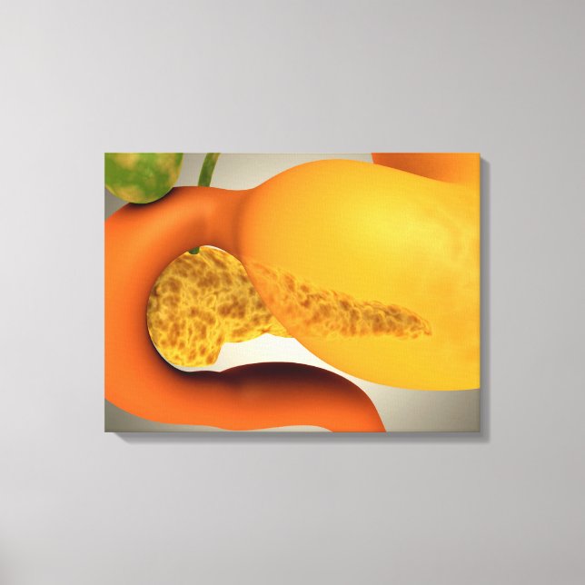 Conceptual Image Of Human Pancreas And Stomach Canvas Print (Front)