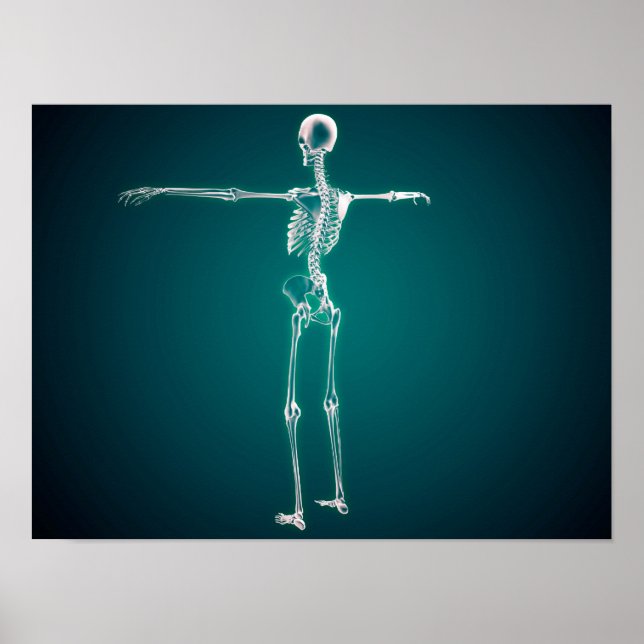 Conceptual Image Of Human Skeletal System Poster (Front)
