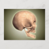 Conceptual Image Of Human Skull, Side View
