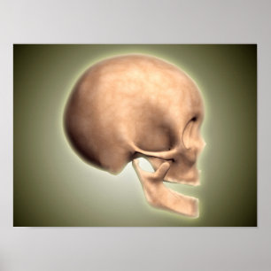 Conceptual Image Of Human Skull, Side View Poster