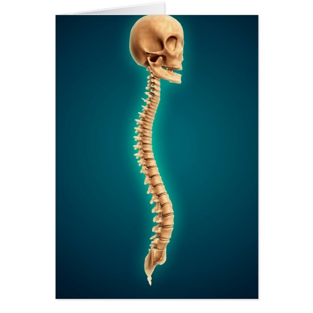 Conceptual Image Of Human Skull & Spinal Cord 1 (Front)