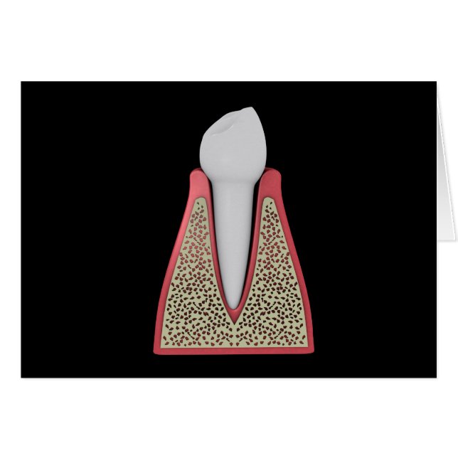 Conceptual Image Of Human Tooth 1 (Front Horizontal)