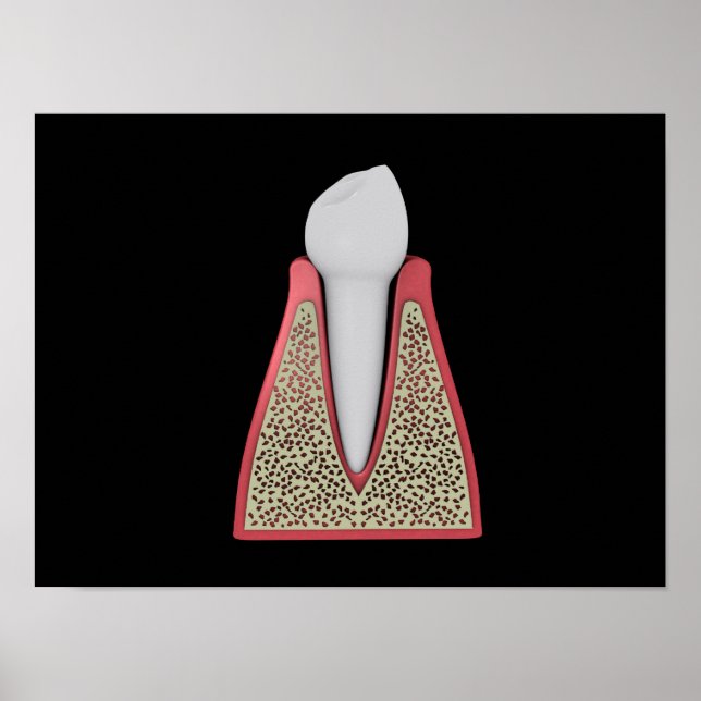 Conceptual Image Of Human Tooth 1 Poster (Front)