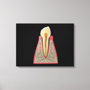 Conceptual Image Of Human Tooth 2 Canvas Print